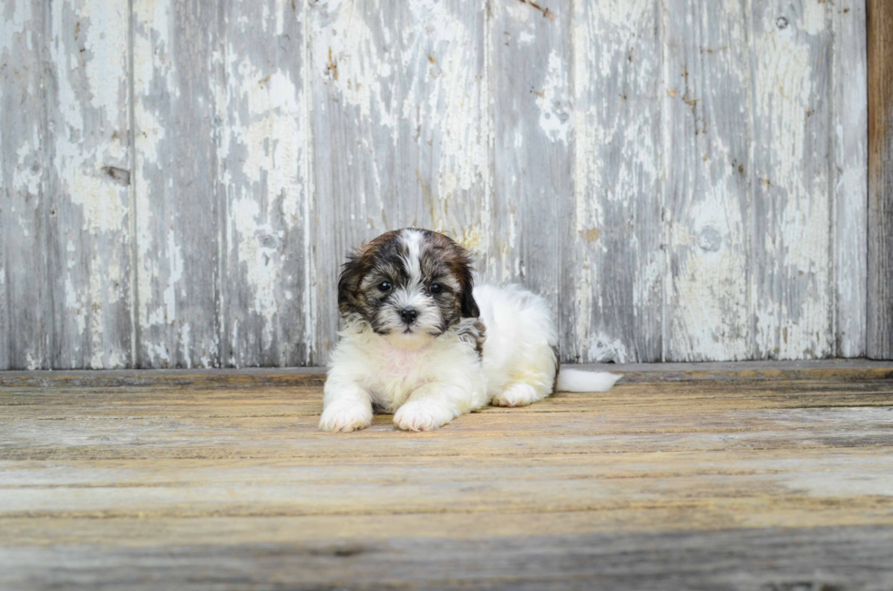 Smart Teddy Bear Designer Pup