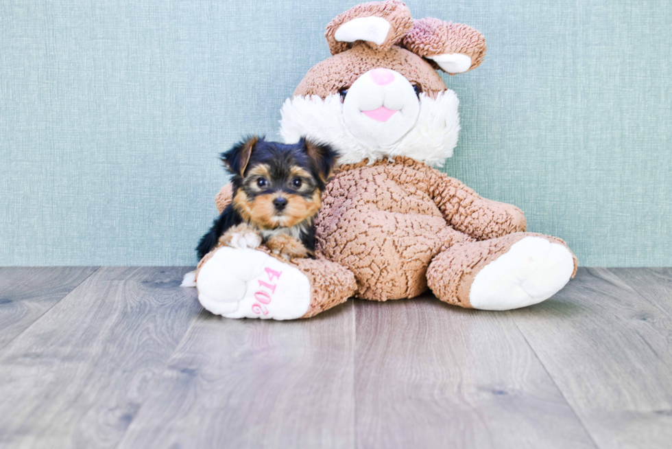 Meet Beyonce - our Yorkshire Terrier Puppy Photo 