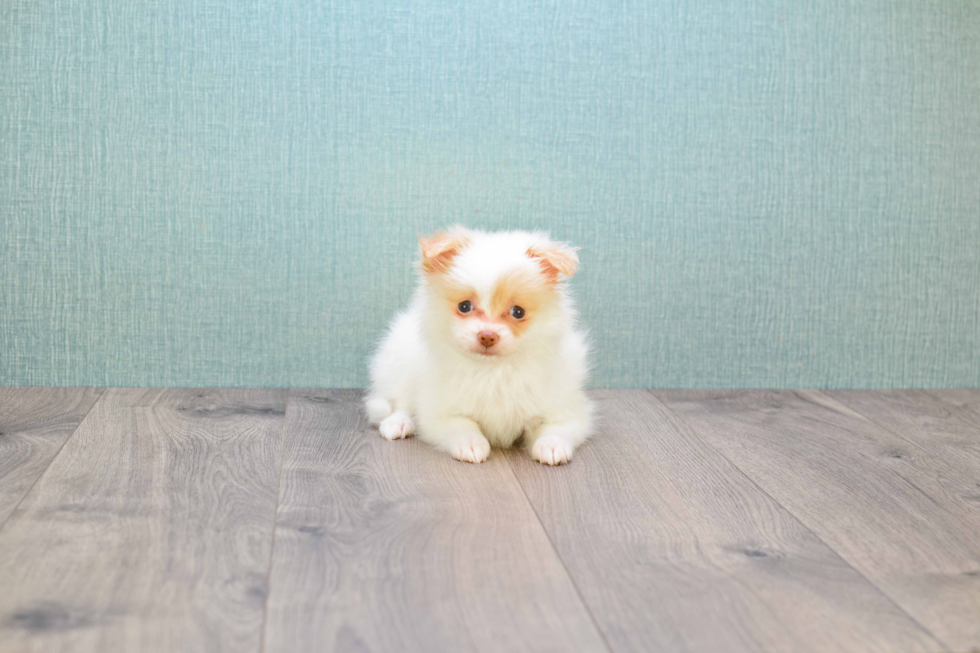 Maltipom Puppy for Adoption