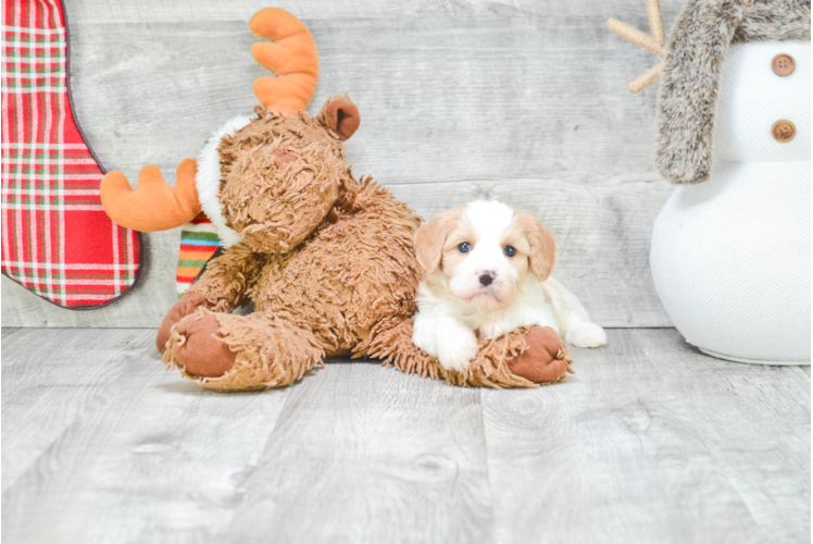 Cavachon Puppy for Adoption