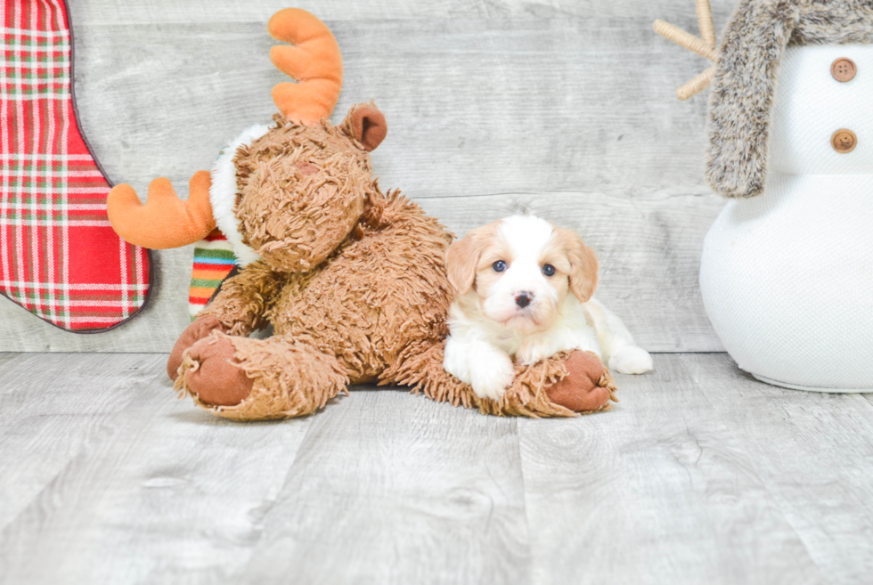 Cavachon Puppy for Adoption