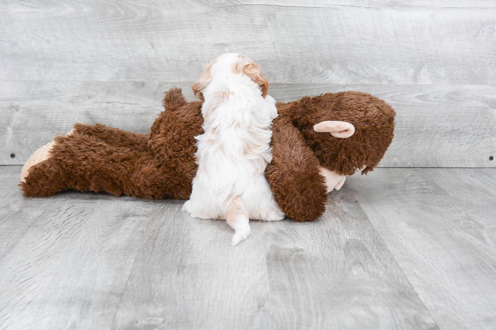 Energetic Cavoodle Poodle Mix Puppy