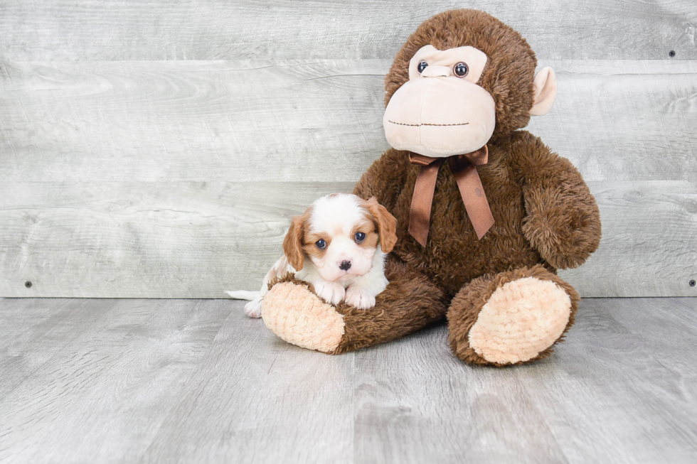 Cavalier King Charles Spaniel Puppy for Adoption