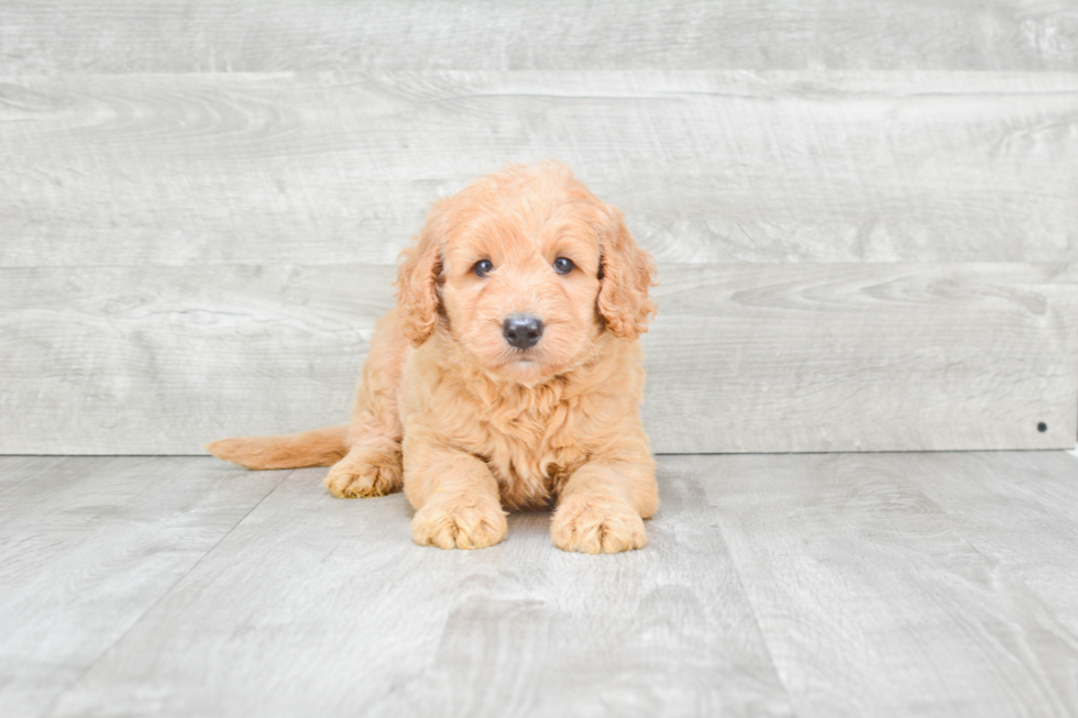 Little Golden Retriever Poodle Mix Puppy