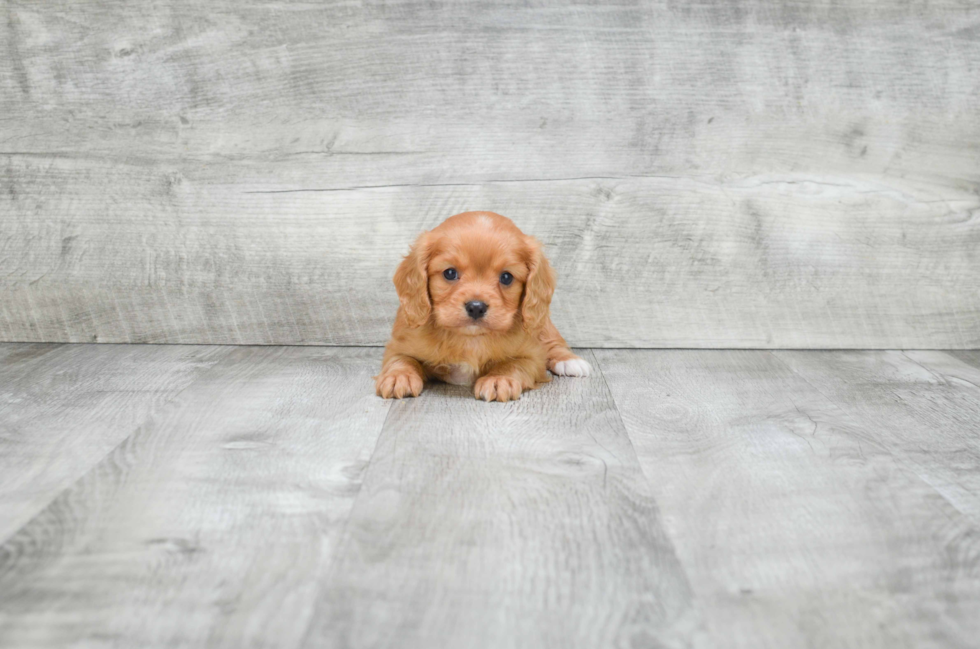 Cavalier King Charles Spaniel Puppy for Adoption