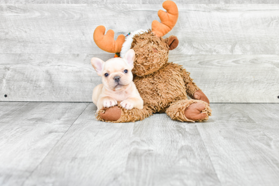 French Bulldog Pup Being Cute