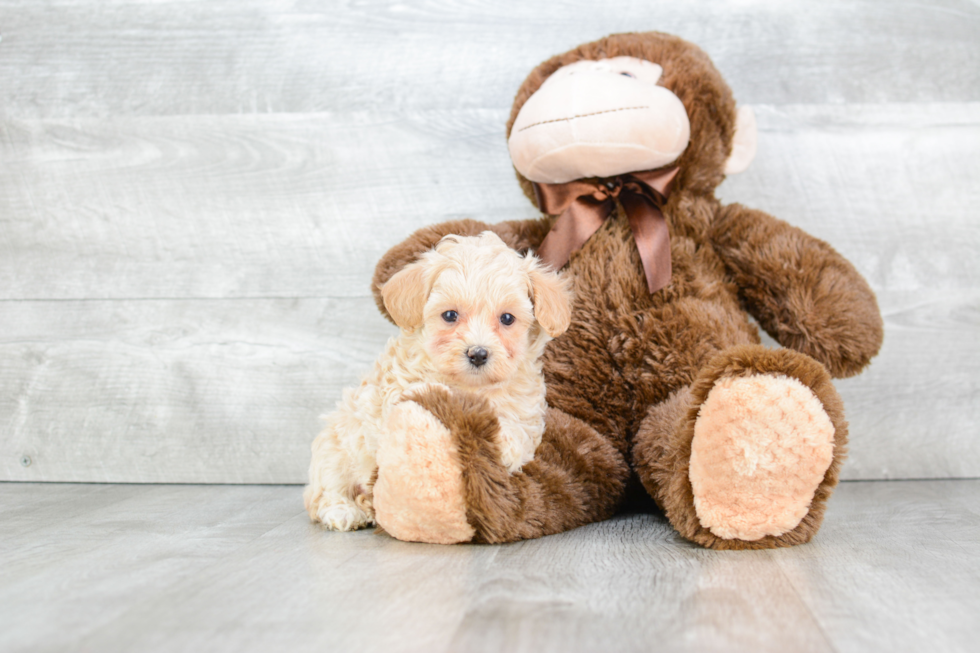 Cute Maltipoo Baby