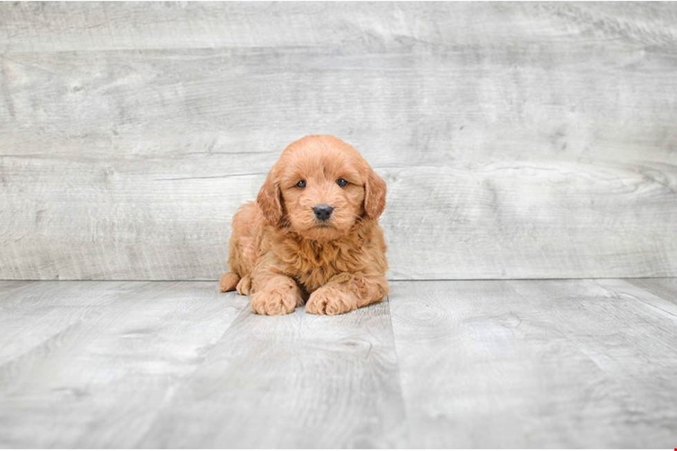 Energetic Golden Retriever Poodle Mix Puppy