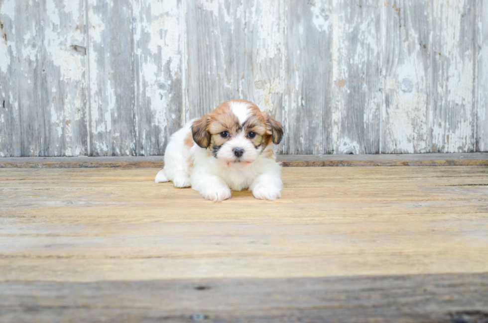 Teddy Bear Pup Being Cute