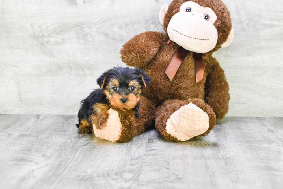 Meet Roscoe - our Yorkshire Terrier Puppy Photo 