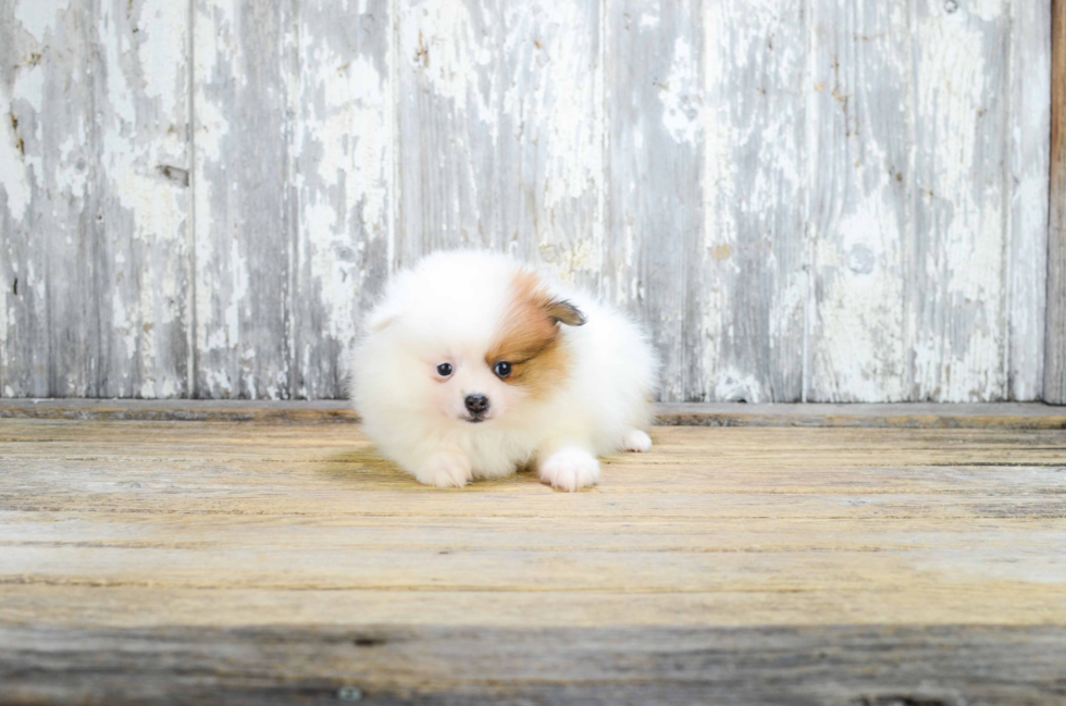 Pomeranian Puppy for Adoption