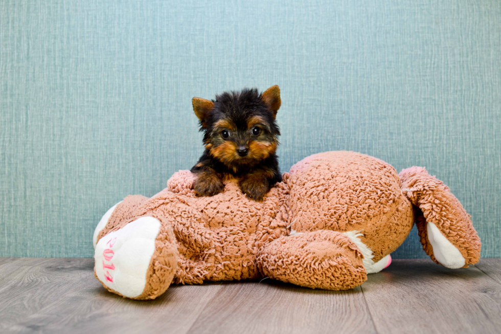 Meet Beckham - our Yorkshire Terrier Puppy Photo 