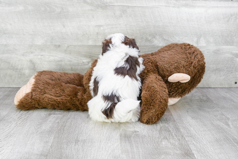 Havanese Pup Being Cute