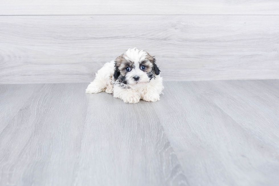 Havanese Puppy for Adoption