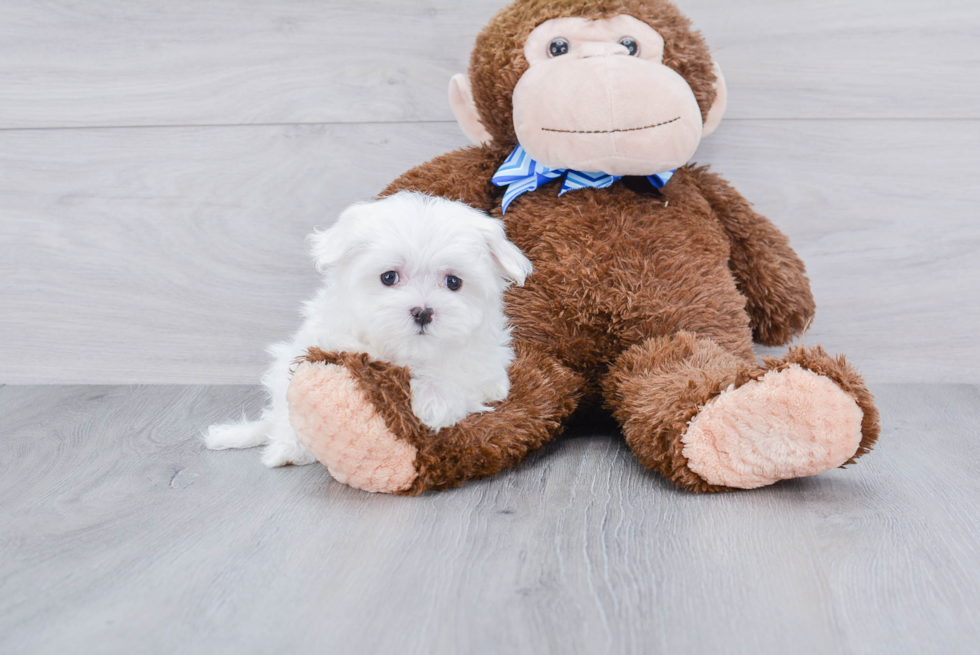 Small Maltese Purebred Pup