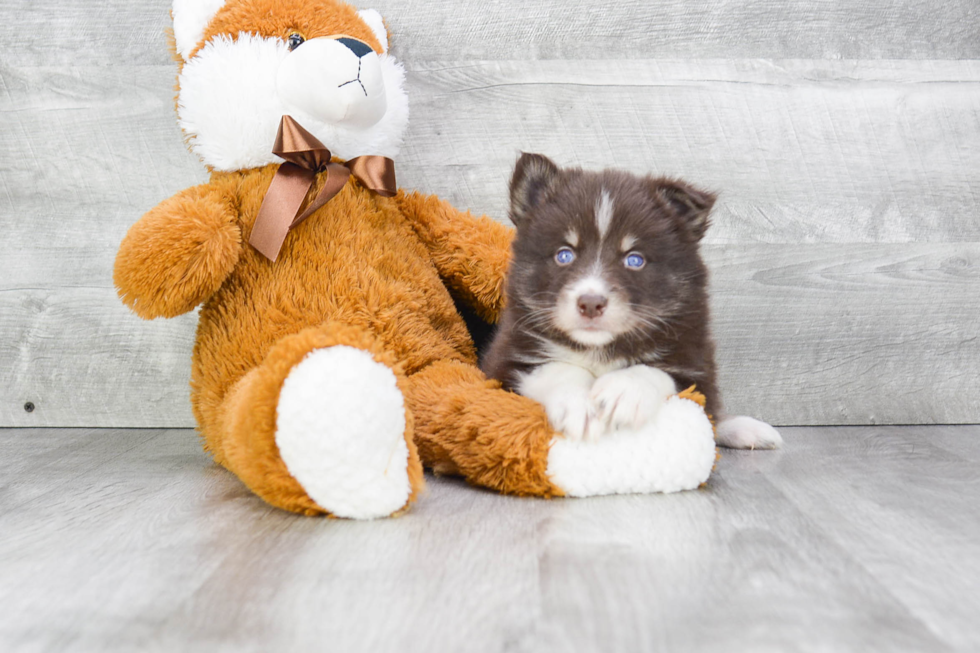 Pomsky Pup Being Cute