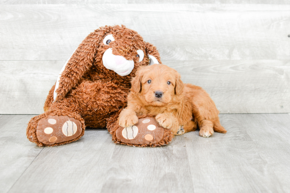 Fluffy Mini Goldendoodle Poodle Mix Pup