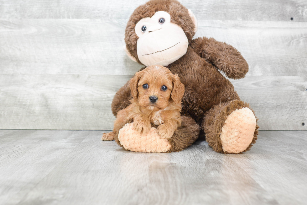 Adorable Cavoodle Poodle Mix Puppy