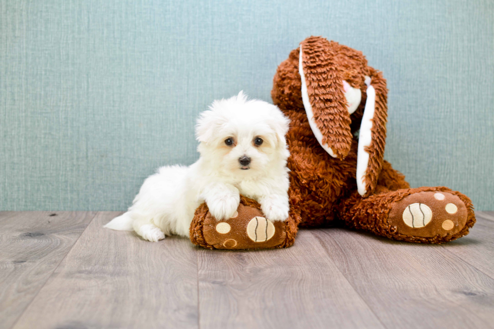 Maltese Pup Being Cute