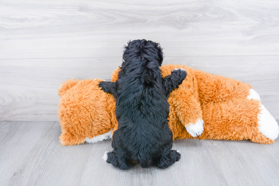 Mini Aussiedoodle Pup Being Cute