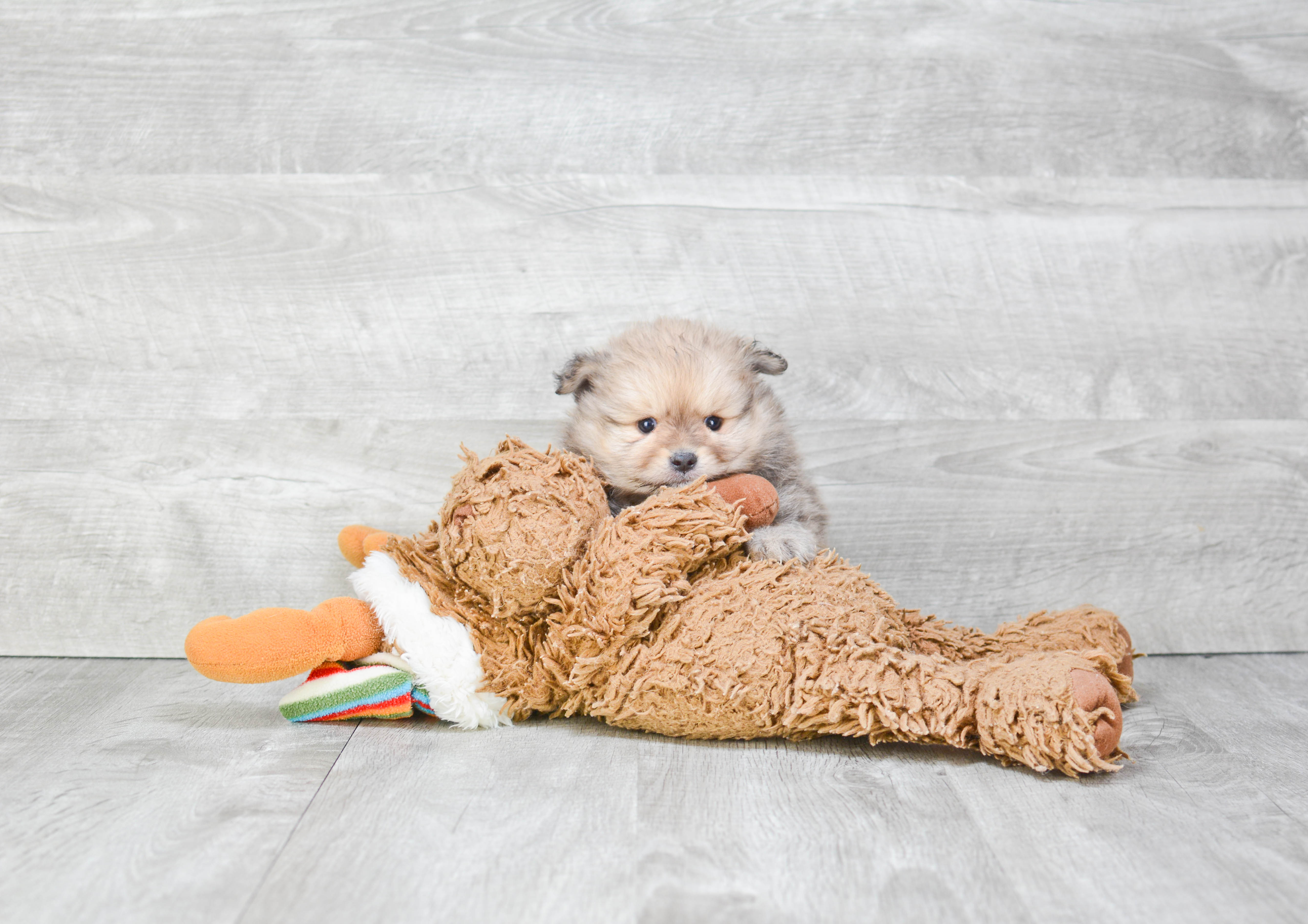 Pomeranian Pup Being Cute