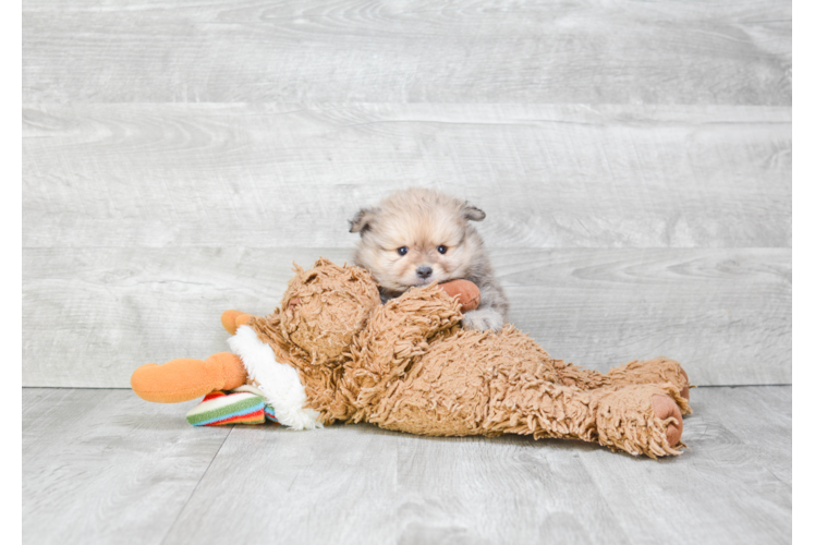 Pomeranian Pup Being Cute