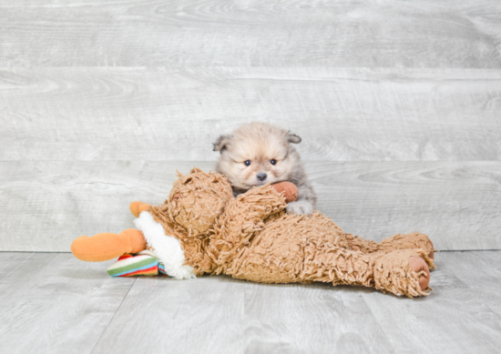 Pomeranian Pup Being Cute