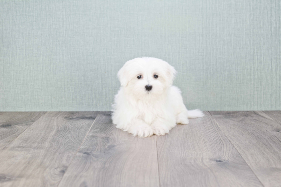 Maltese Pup Being Cute