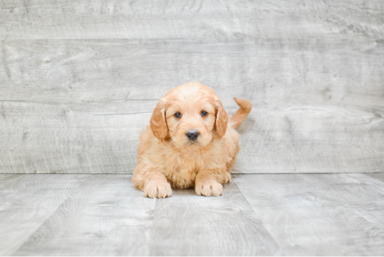 Best Mini Goldendoodle Baby