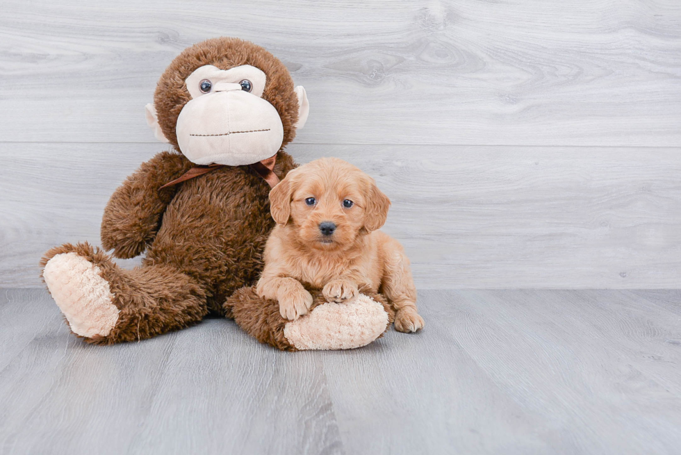 Hypoallergenic Golden Retriever Poodle Mix Puppy