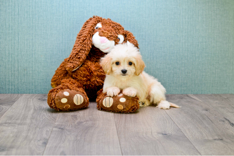 Best Cavachon Baby