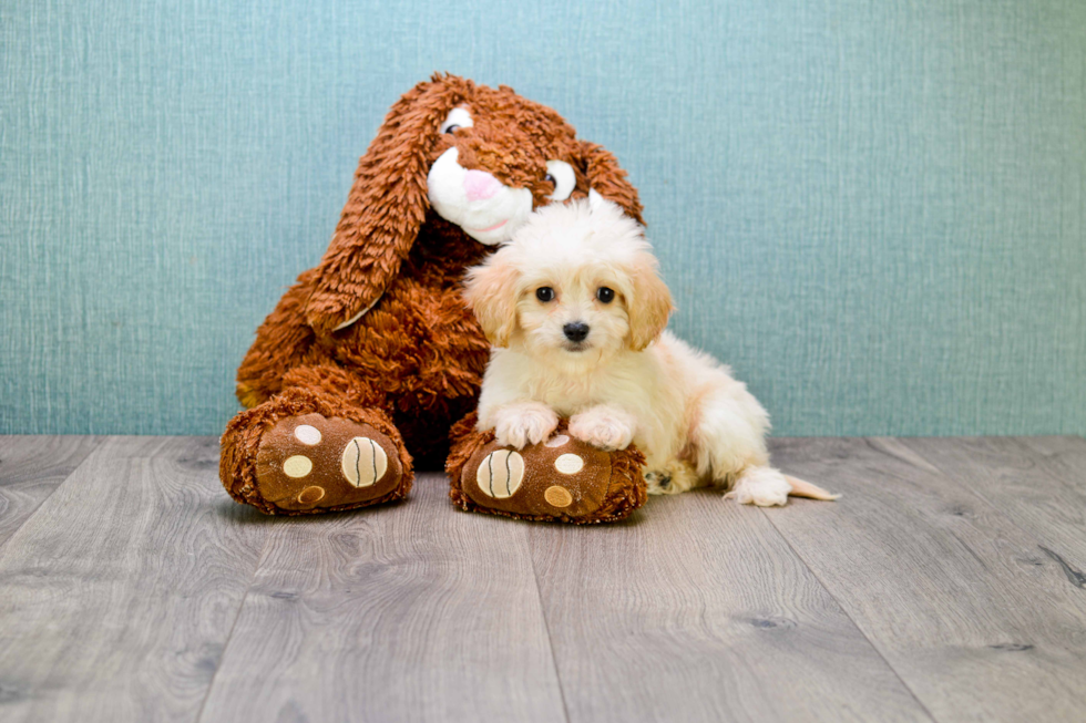 Best Cavachon Baby