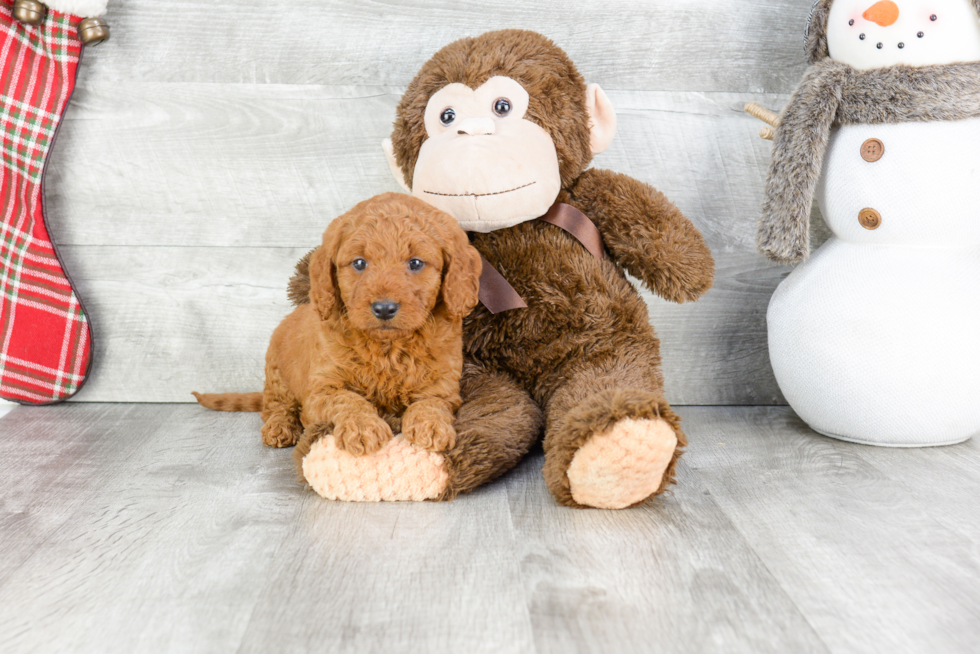 Mini Goldendoodle Pup Being Cute