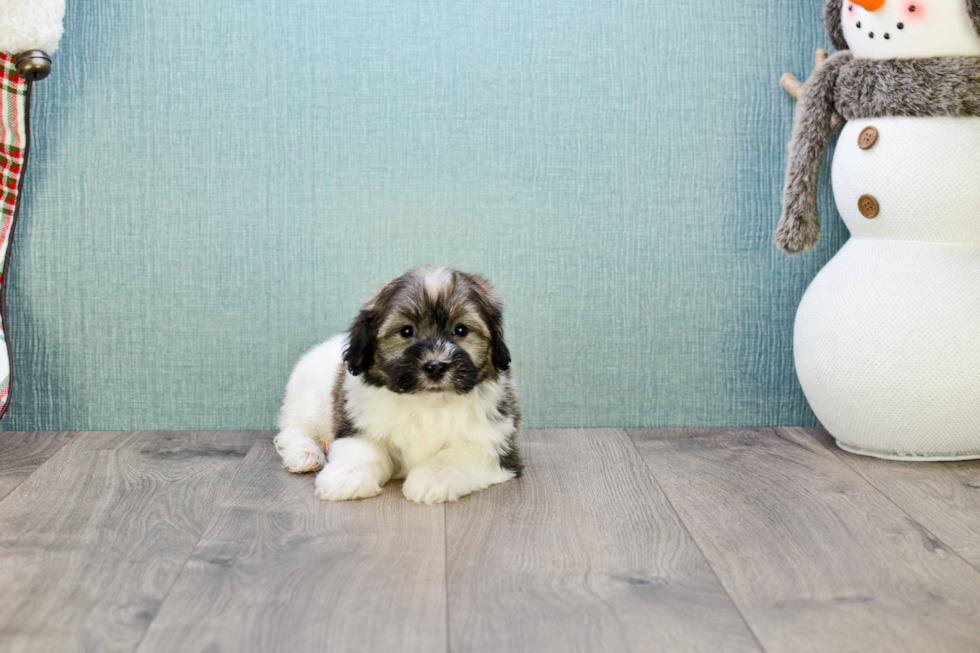 Havanese Puppy for Adoption