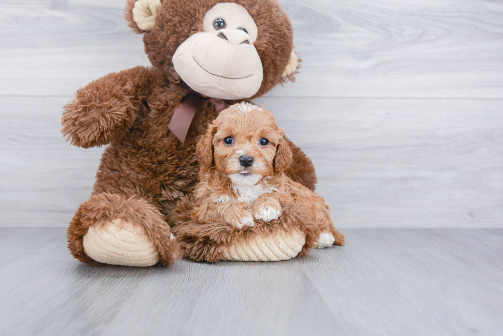 Playful Cavoodle Poodle Mix Puppy