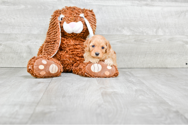 Happy Cavapoo Baby