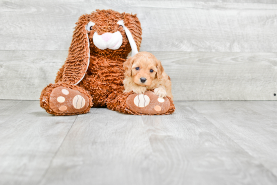 Happy Cavapoo Baby