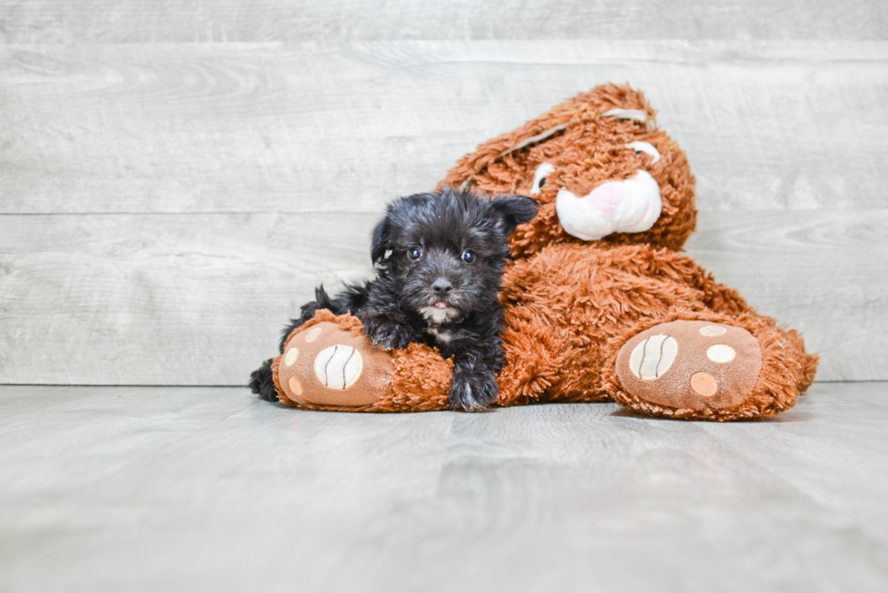 Hypoallergenic Yorkie Designer Puppy