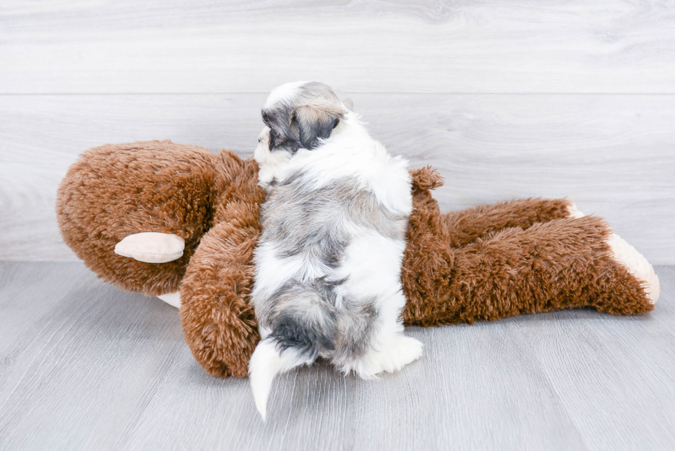 Teddy Bear Pup Being Cute