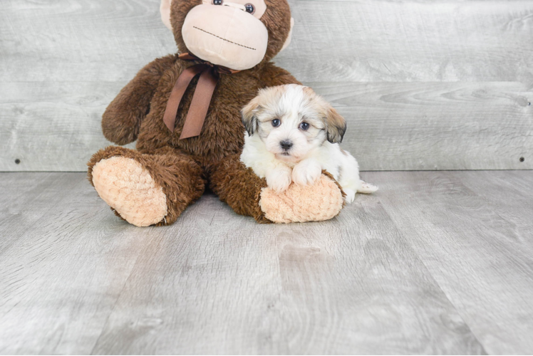 Sweet Havanese Purebred Puppy