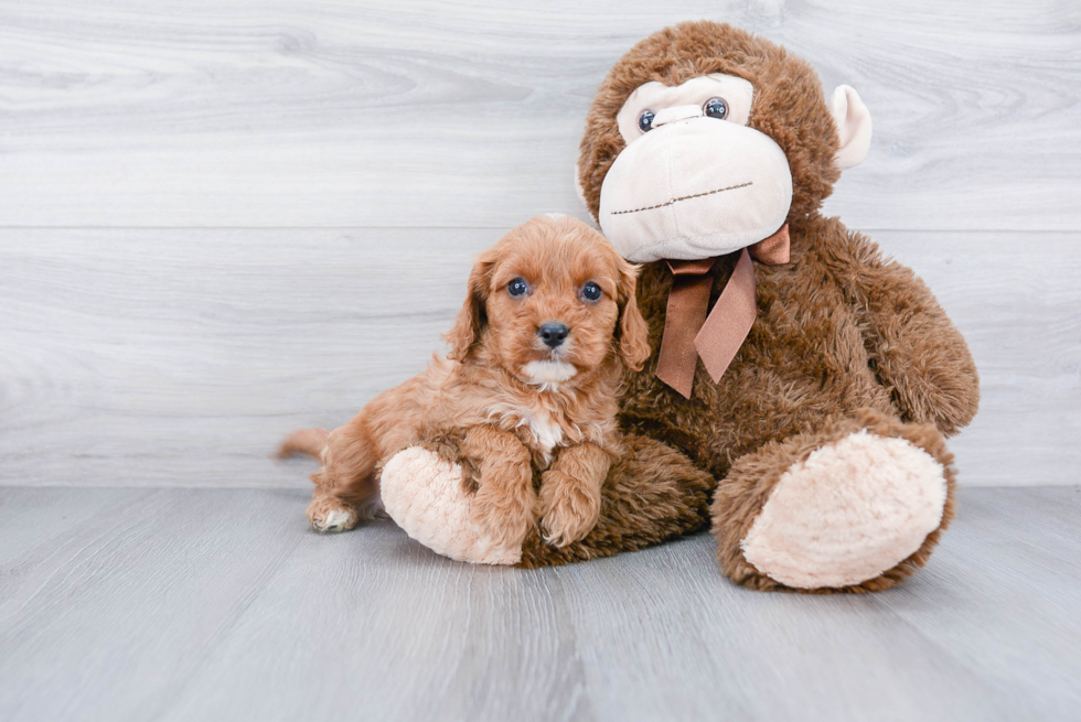 Sweet Cavapoo Baby