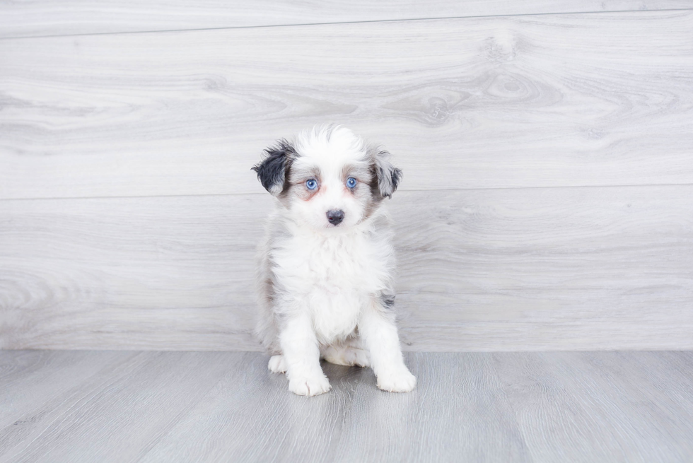 Best Mini Aussiedoodle Baby