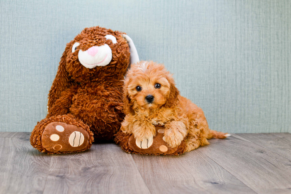 Cavapoo Pup Being Cute