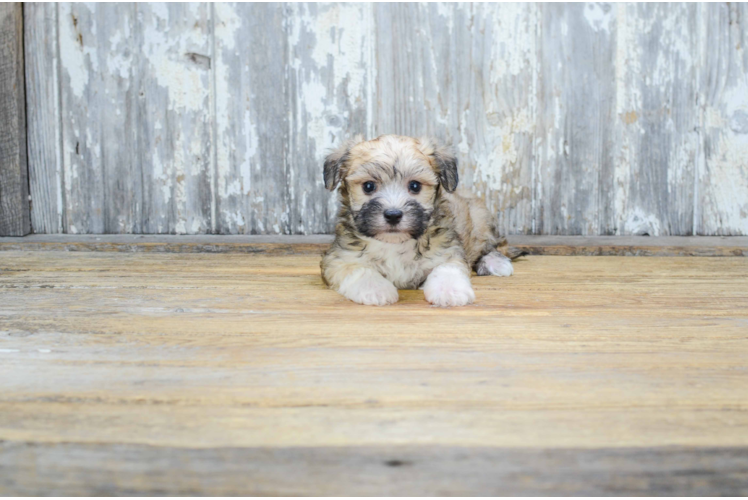 Petite Morkie Designer Pup