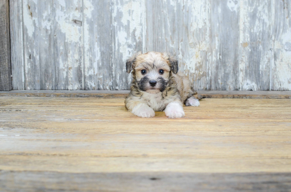 Petite Morkie Designer Pup