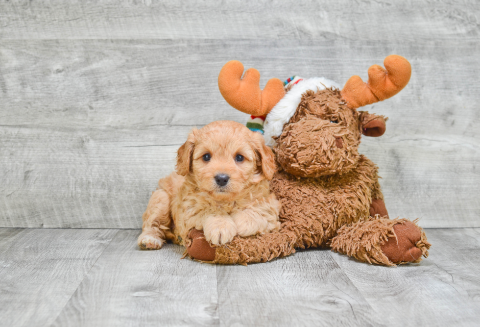 Best Cavapoo Baby