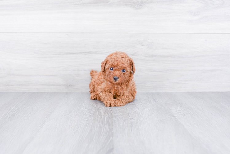 Poodle Pup Being Cute