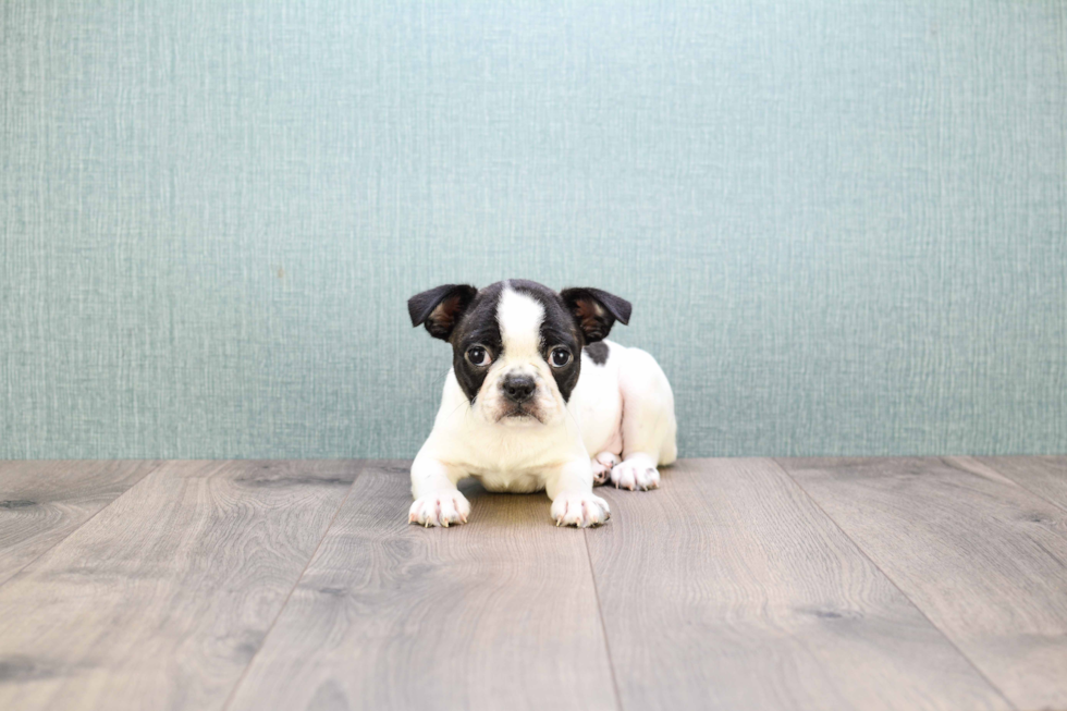 Best Boston Terrier Baby