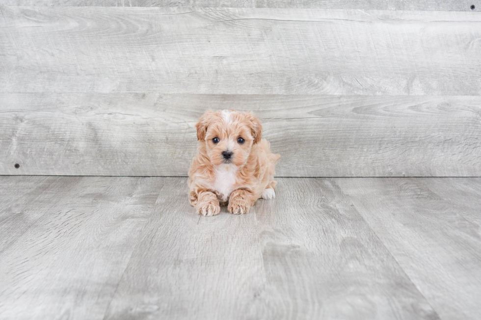 Best Maltipoo Baby