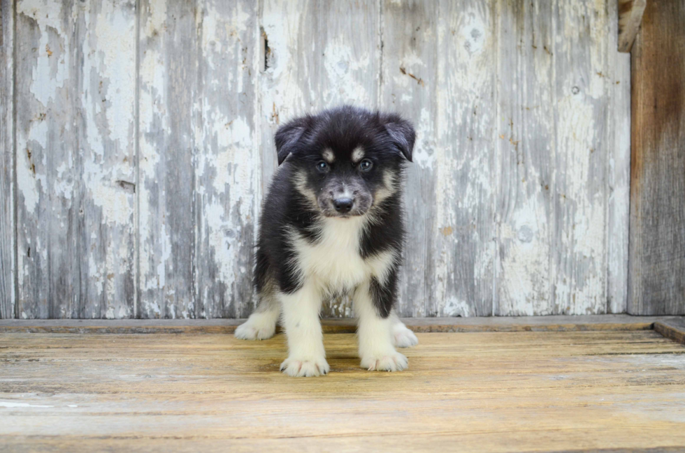 Pomsky Pup Being Cute